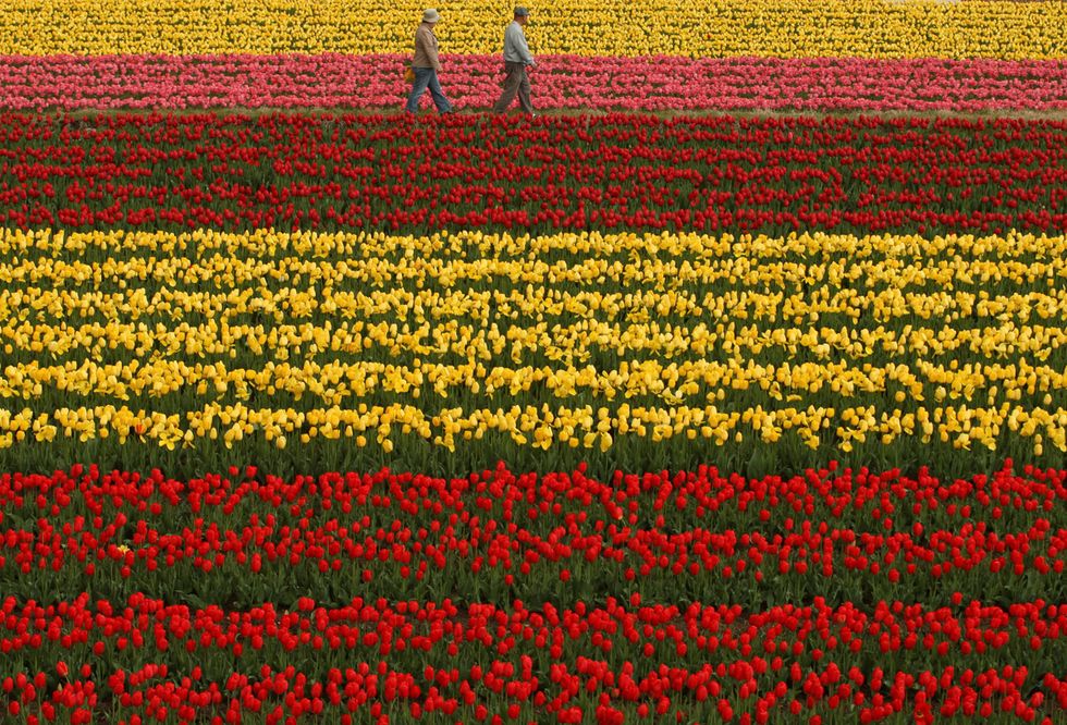 Tulipani in fiore, spettacolo di colori in Giappone