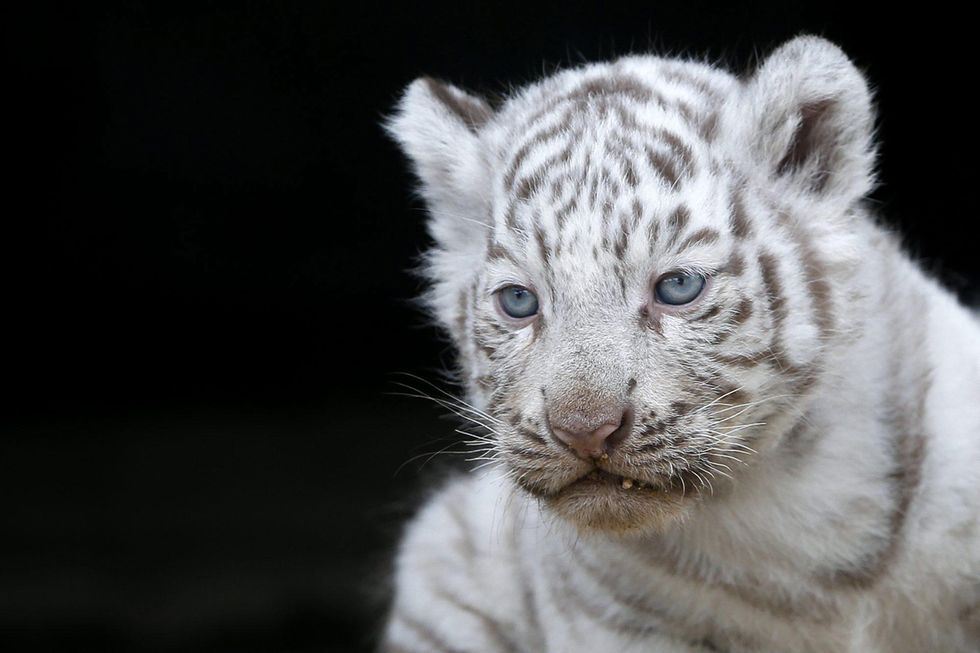 Quattro cuccioli di tigre bianca nati in Giappone