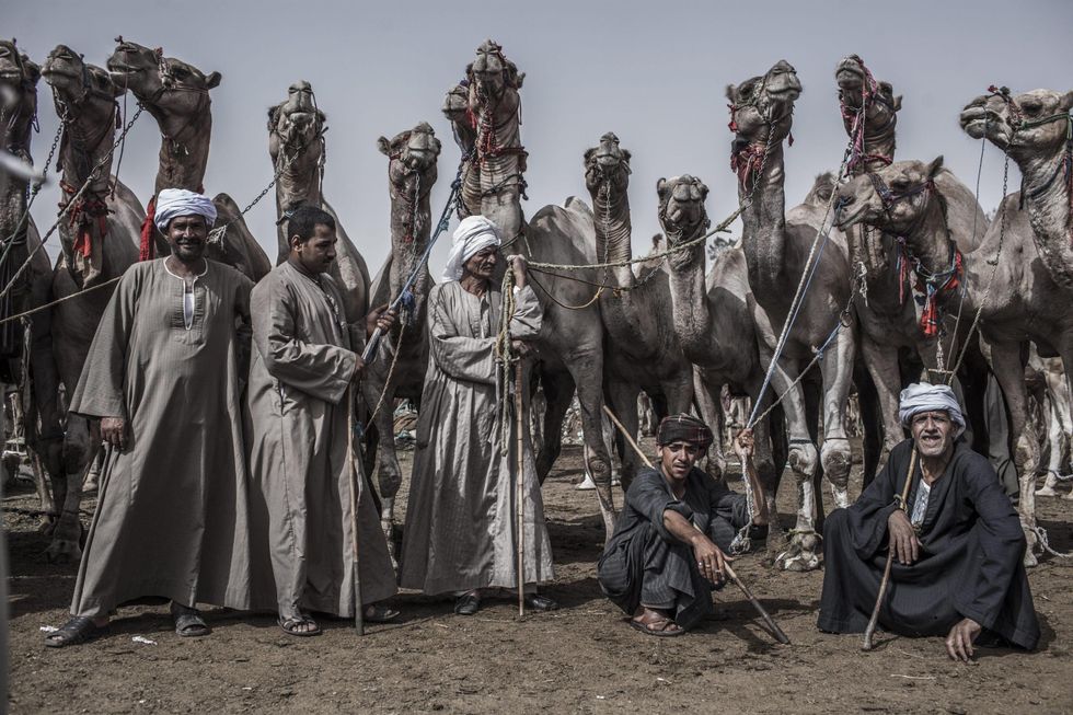 La fiera dei cammelli di Birqash