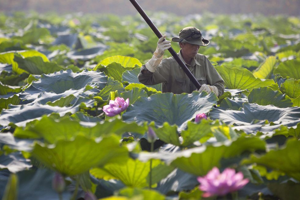 La raccolta dei fiori di loto in Vietnam