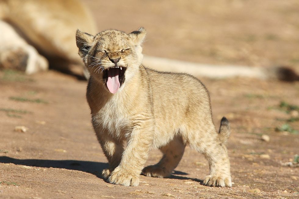 Tre cuccioli di leone nati allo zoo-safari di Adelaide