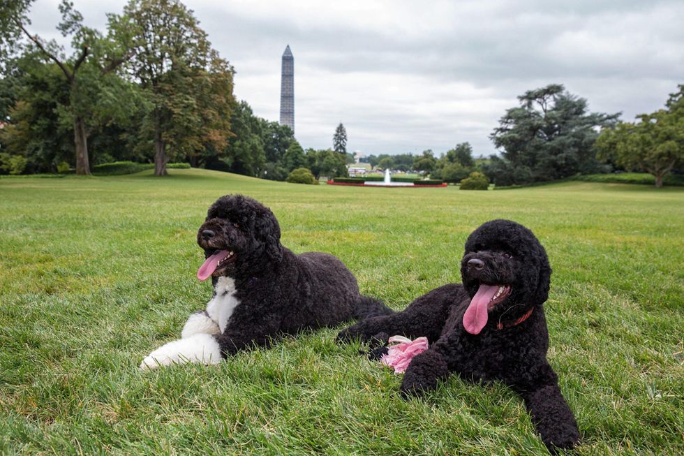 Il nuovo cane degli Obama e altre foto del giorno, 20.8.13