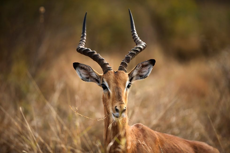 Fotosafari nel Parco Nazionale Kruger