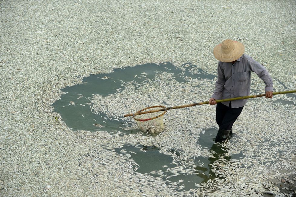 Cina, moria di pesci nel fiume Fuhe