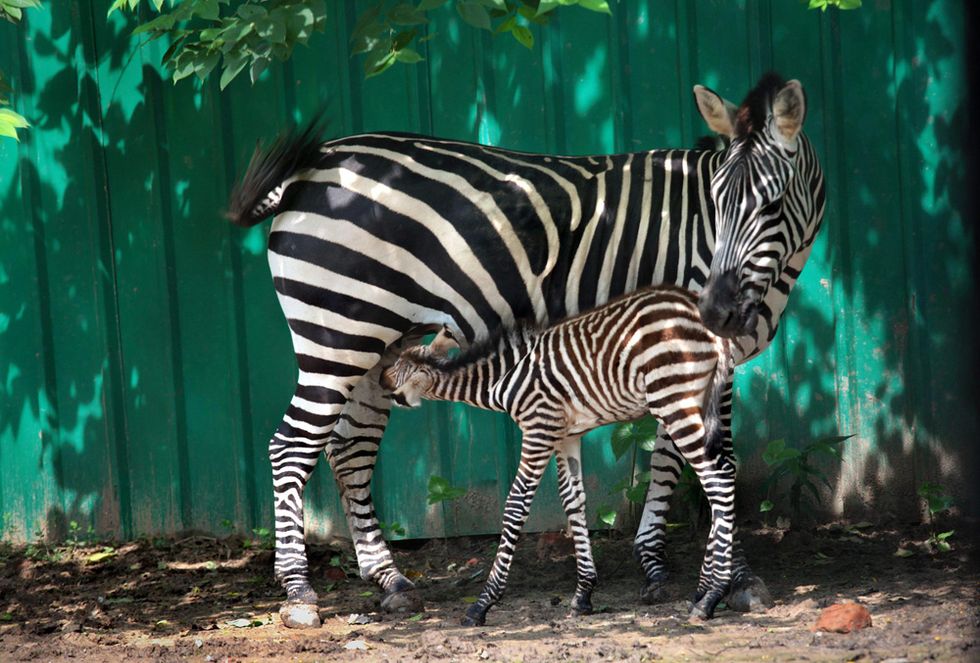Allo zoo di Calcutta è nata una zebra