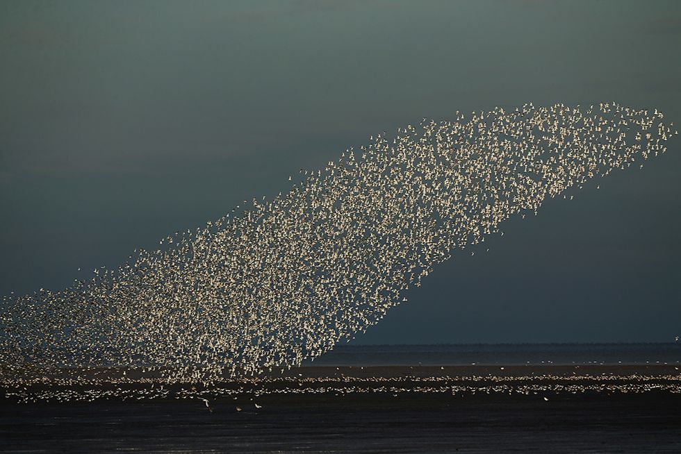 Birdwatching a Snettisham: 300.000 uccelli danno spettacolo