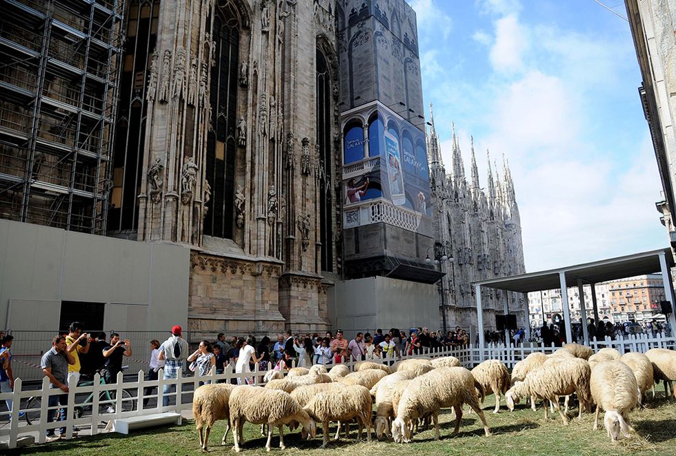 Pecore in piazza Duomo a Milano e altre foto del giorno, 10.9.2013