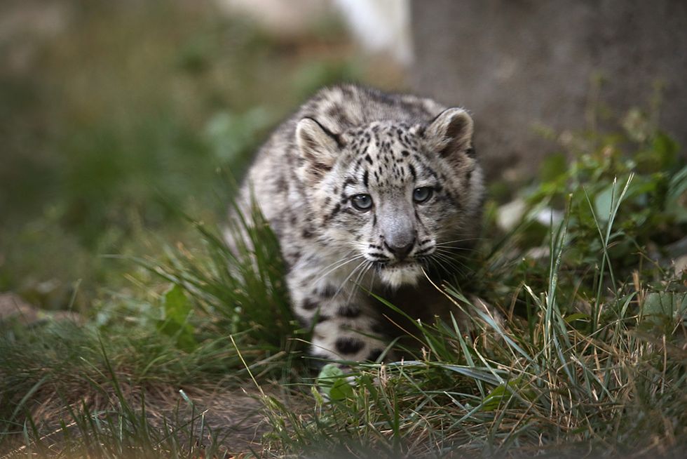 Un piccolo leopardo delle nevi in Illinois