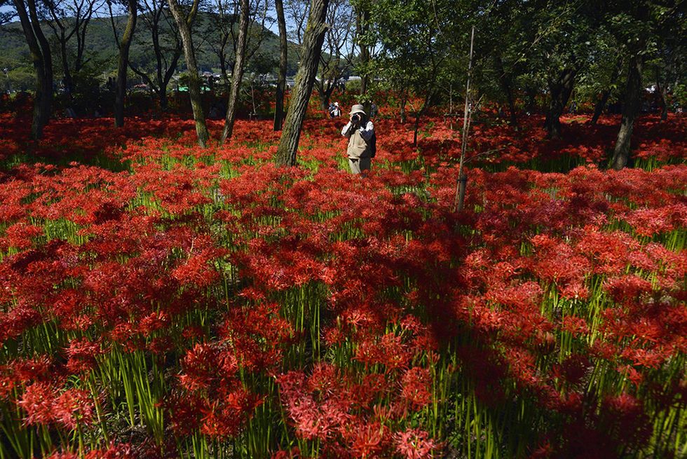 La fioritura dell'Higanbana in Giappone