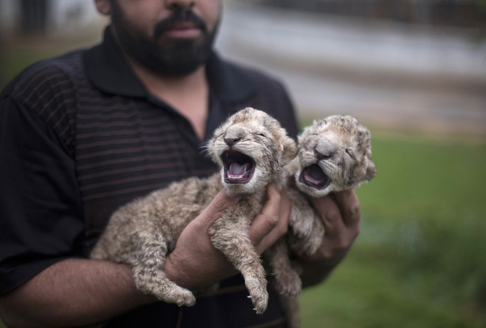 Due leoncini nati nella Striscia di Gaza