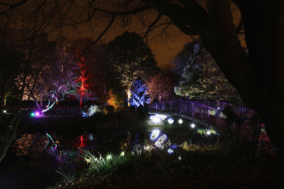 A Londra lo spettacolo di luci del "bosco incantato"