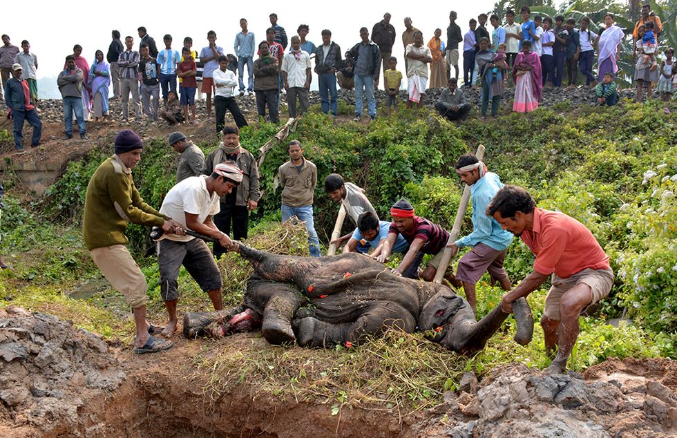 L'elefante travolto da un treno in India e altre foto del giorno, 20.12.2013