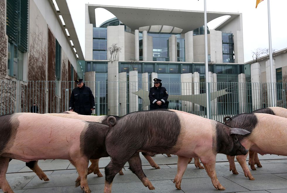 Maiali davanti alla Cancelleria tedesca e altre foto del giorno, 15.1.2014