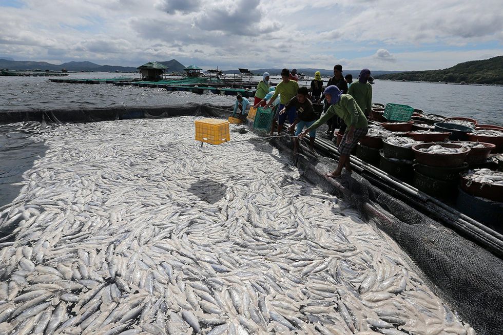 Moria di pesci nel lago Taal e altre foto del giorno, 22.1.2014