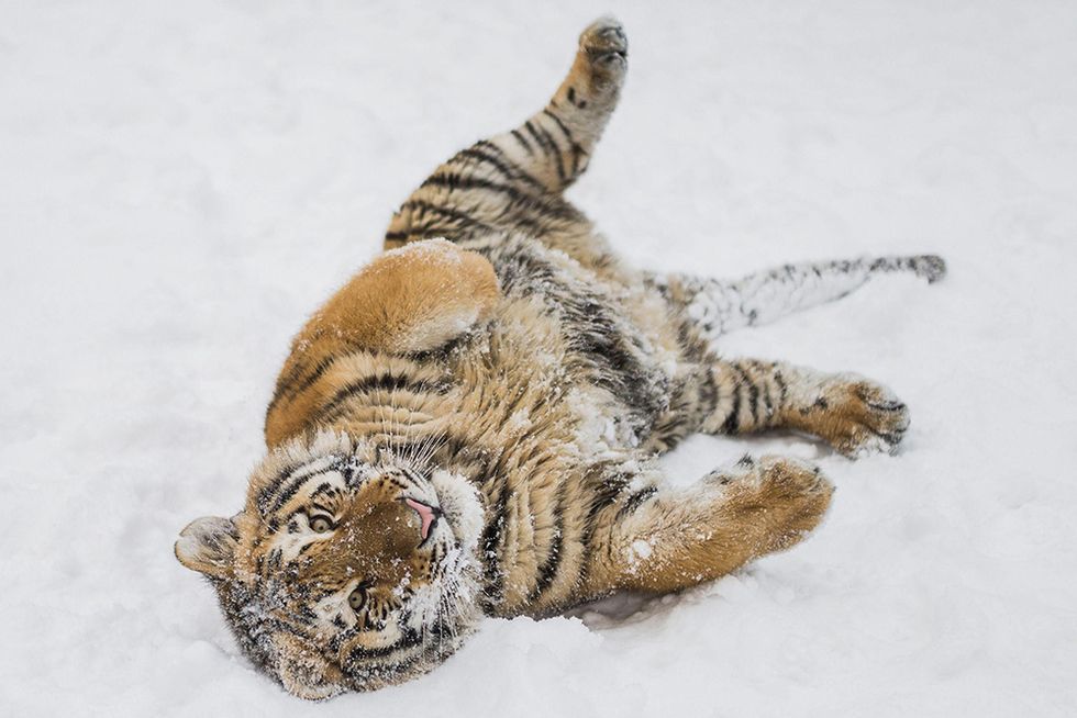 La festa della neve per una tigre siberiana