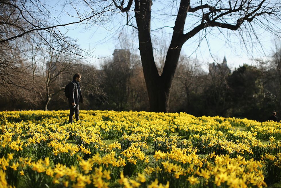 Anticipo di primavera nei parchi di Londra