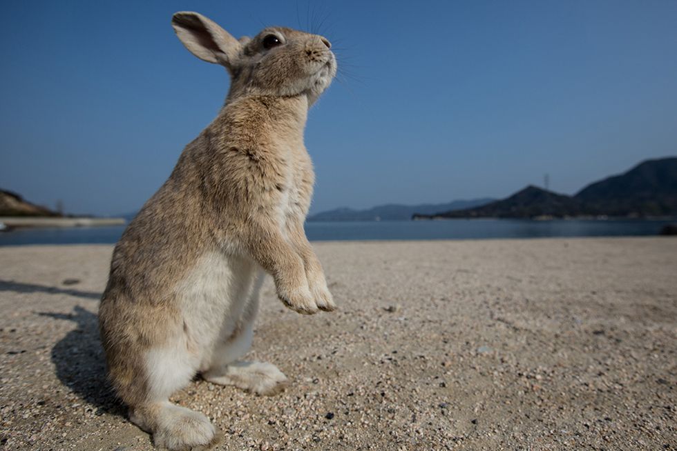 Okunoshima, l'Isola dei conigli