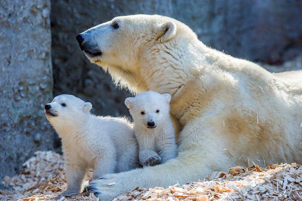 Giovanna l'orsa bianca e i suoi due cuccioli