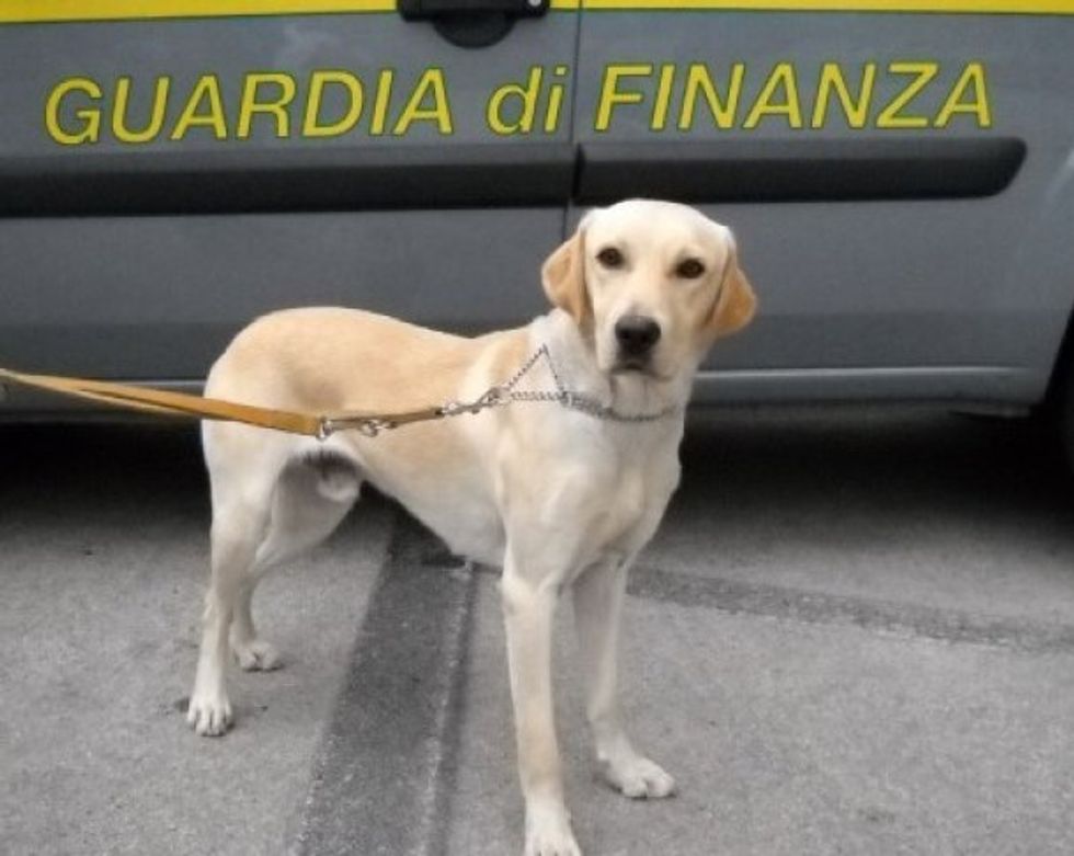Tango, il cane da 7 milioni di euro