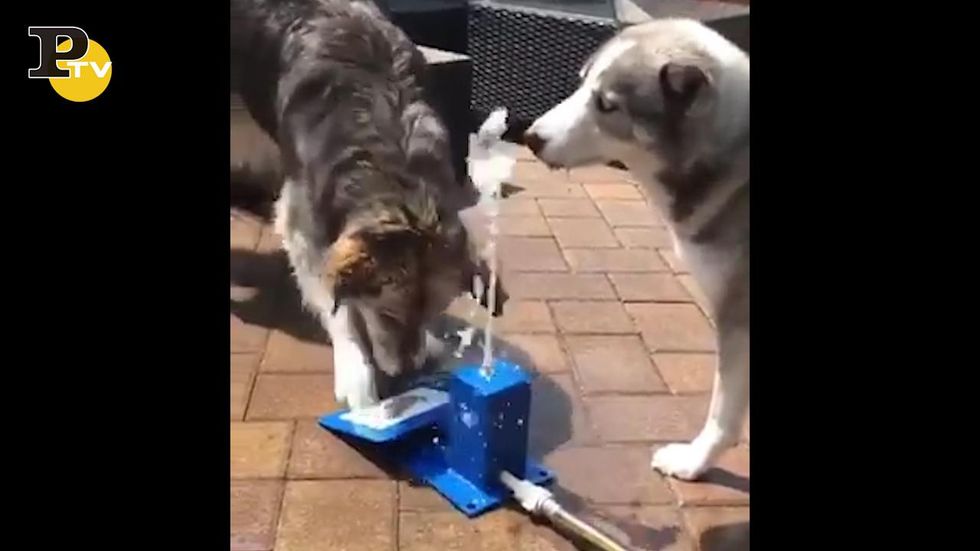 Husky imparano ad usare la fontanella dell'acqua