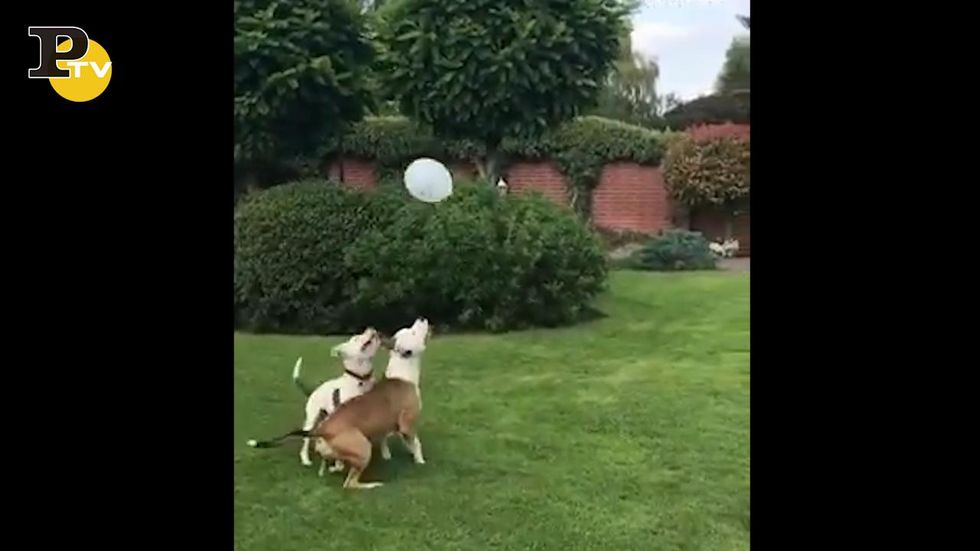 Cani giocano a pallone come dei professionisti