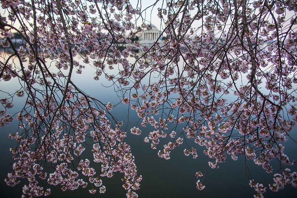 I ciliegi di Washington in fiore