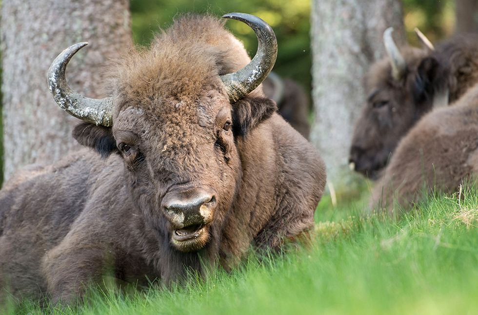 Il ritorno del bisonte europeo