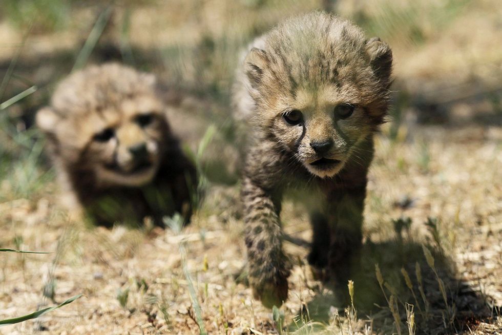 Due piccoli ghepardi nati allo zoo dell'Attica