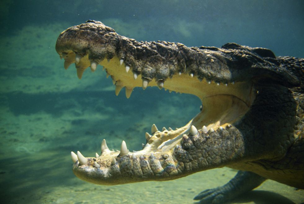 Nuotare con i coccodrilli
