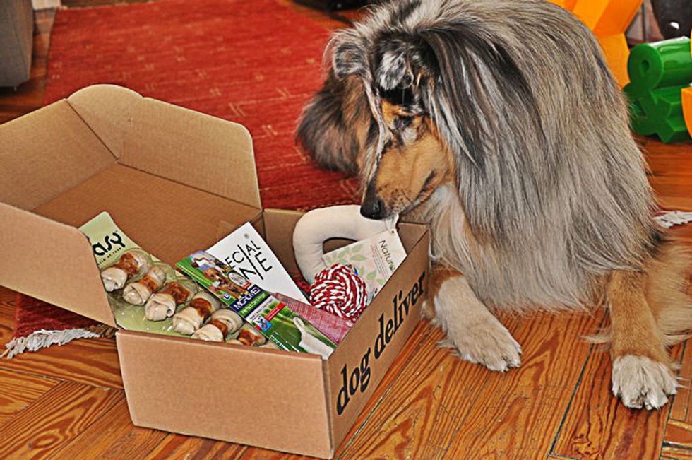 Dog Deliver, la scatola delle sorprese per cani (inventata da un cane imprenditore)