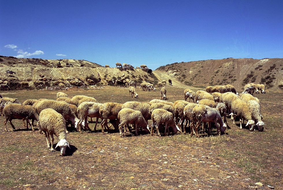 I pastori sardi come i trafficanti colombiani?
