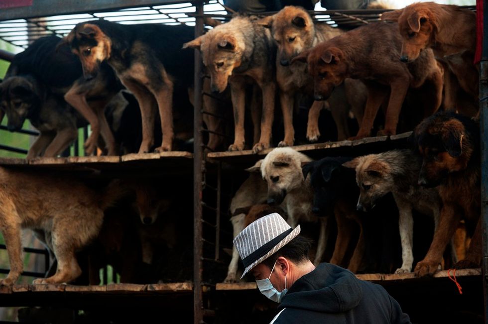 Cina, è polemica per il Festival della Carne di Cane