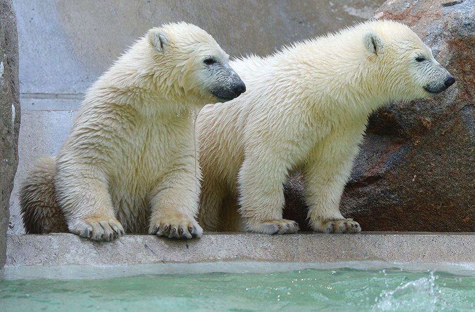 Gli orsetti polari dello zoo di Monaco