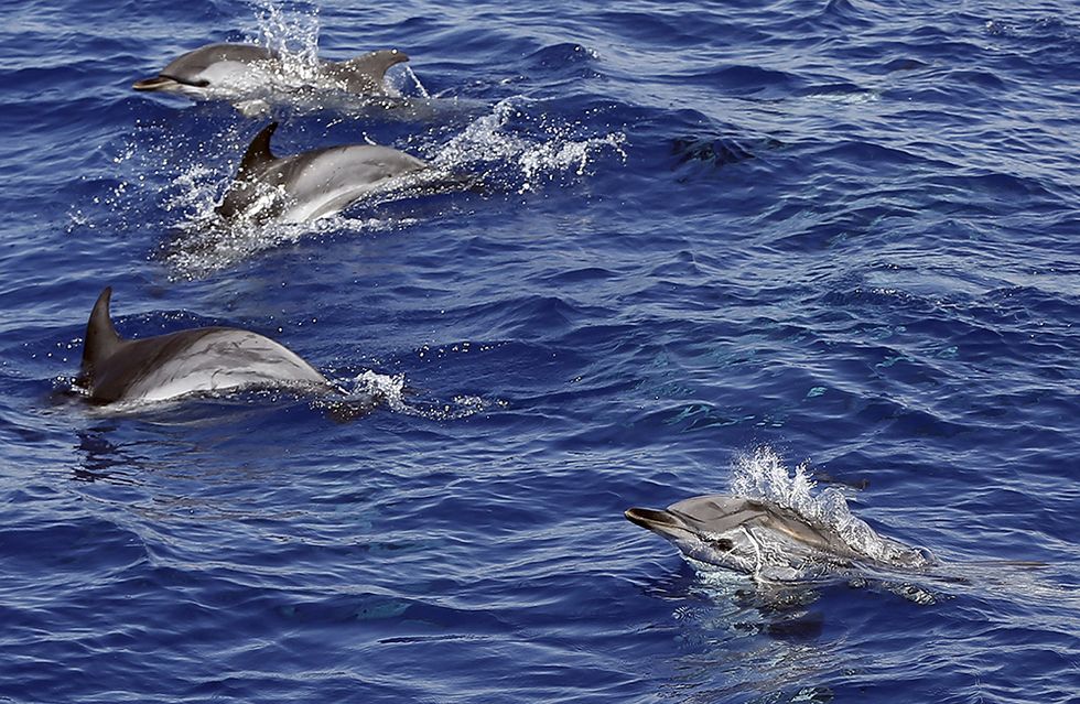 Delfini in vista, al largo di Nizza