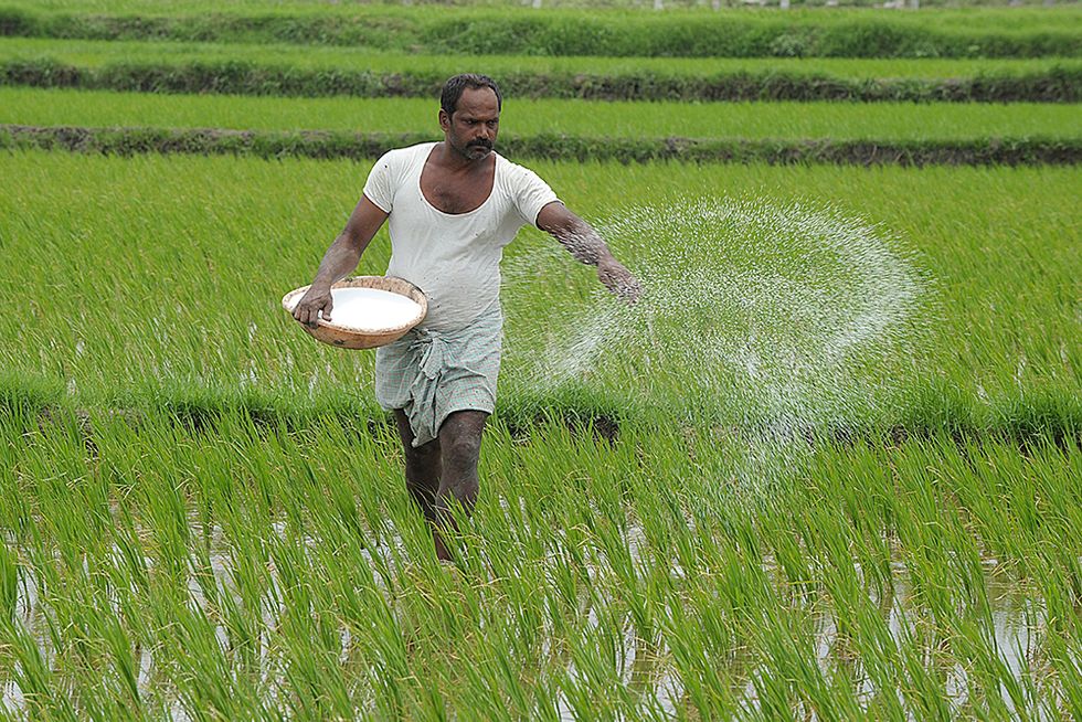 India, vita quotidiana in risaia