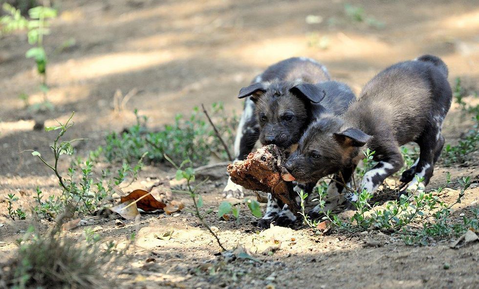 Due cuccioli di licaone al Bioparco di Roma
