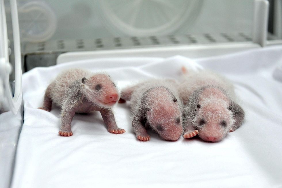 Tre cuccioli di panda in incubatrice in Cina
