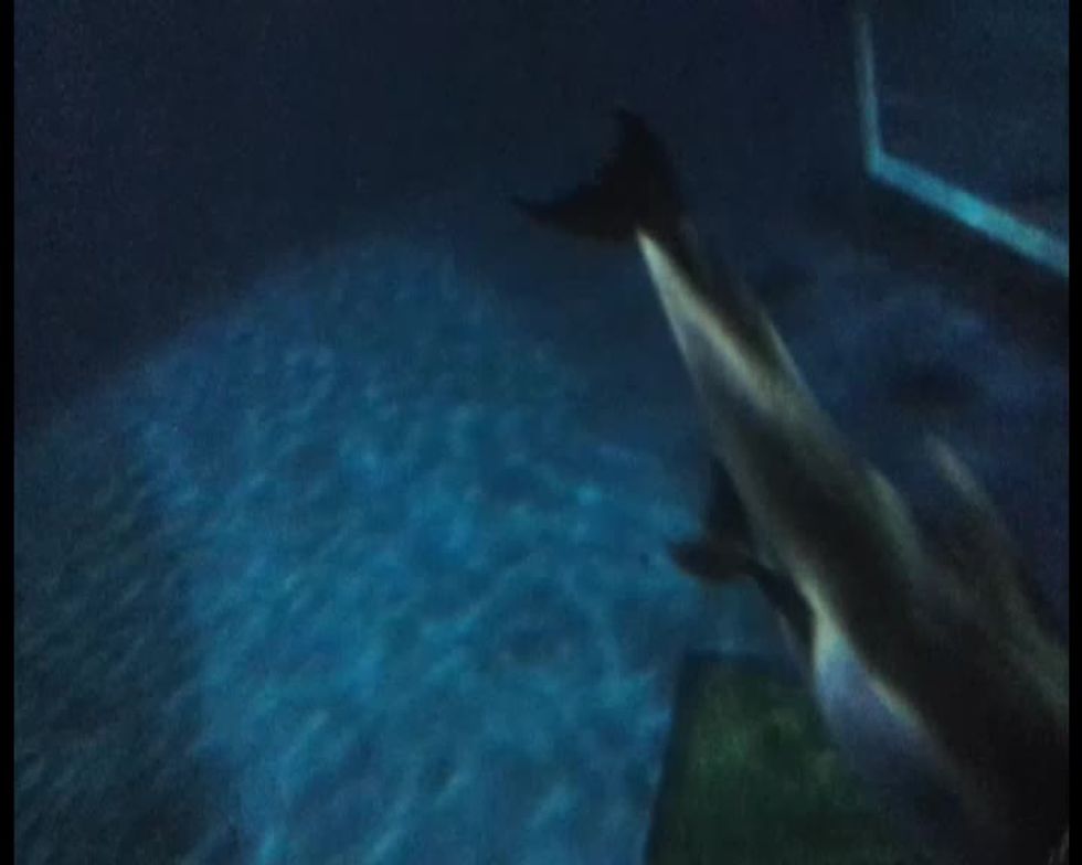 Le straordinarie immagini del parto del delfino