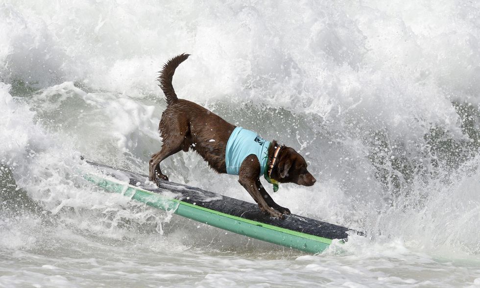 Cani surfisti in California