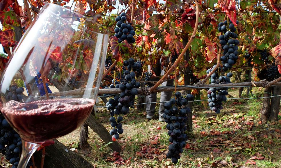 2018: produzione di vino in aumento (e di buona qualità)
