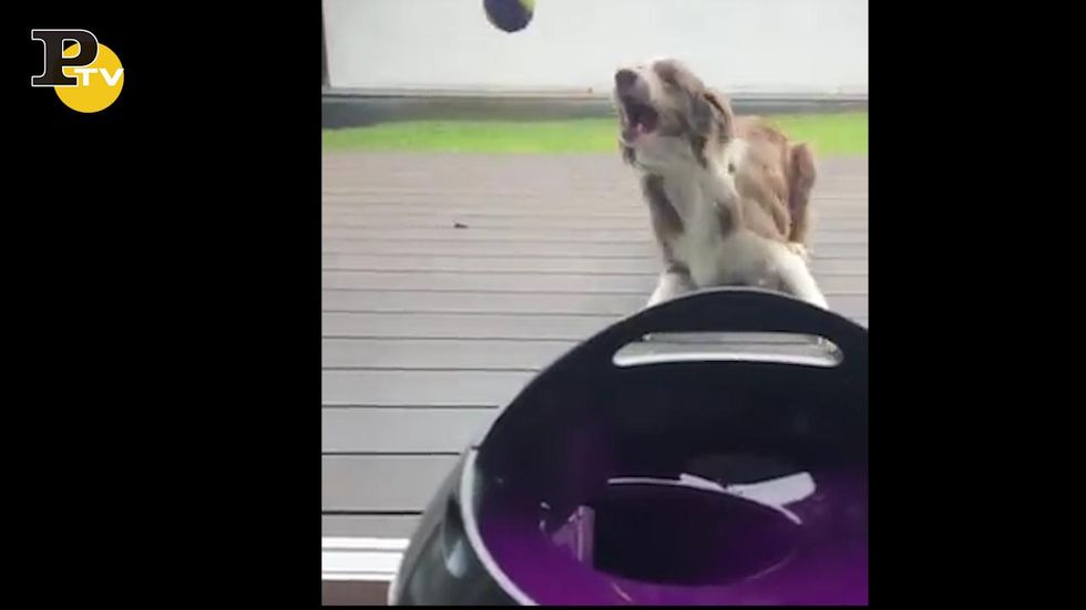 Il salto scattante del cane per prendere la palla al volo