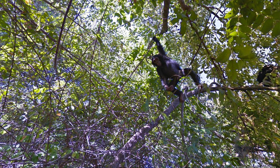 Google Street View tra gli scimpanzé in Tanzania
