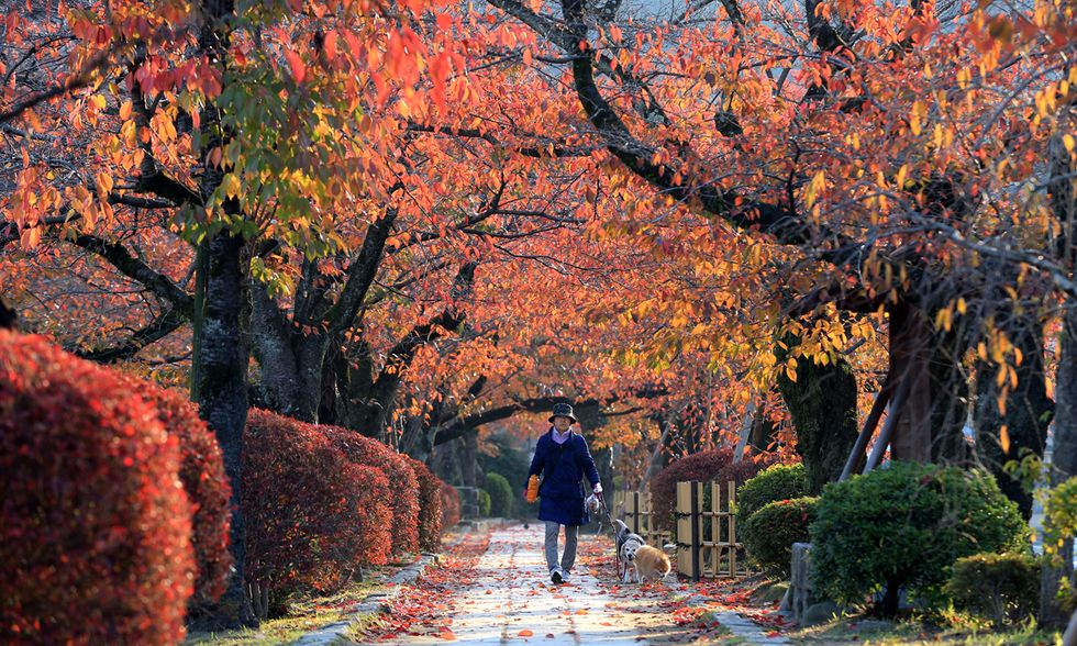 L'autunno a Kyoto