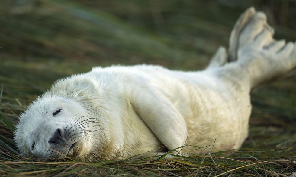 Lo spettacolo dei cuccioli di foca grigia