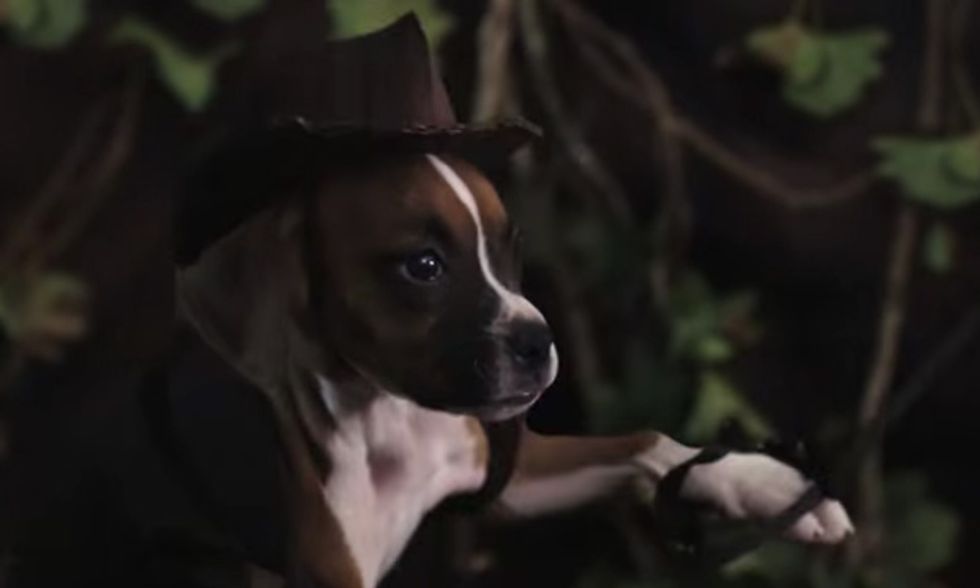 Indiana Jones, la parodia con un cucciolo di cane