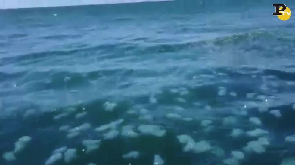 Invasione di meduse in Australia
