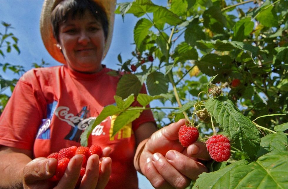 Italian raspberries move to the United Kingdom