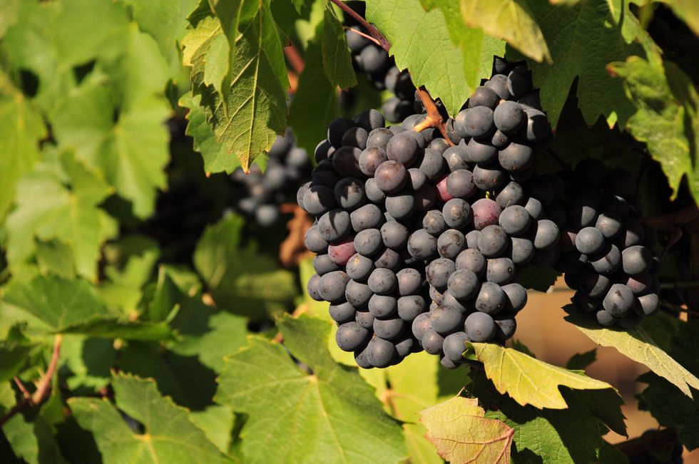 Vinitaly: a landmark for Italian Wine