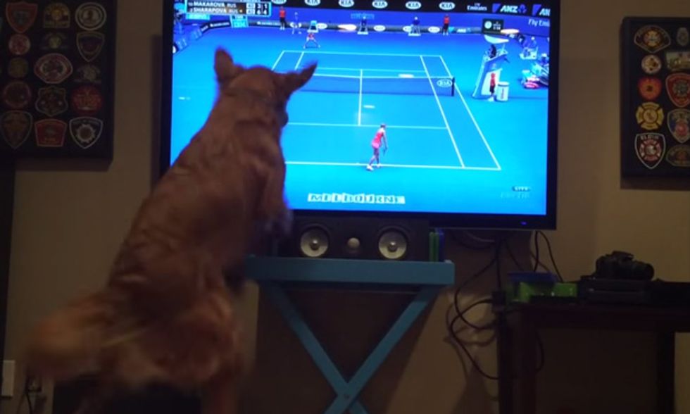 Australian Open di tennis, con cane