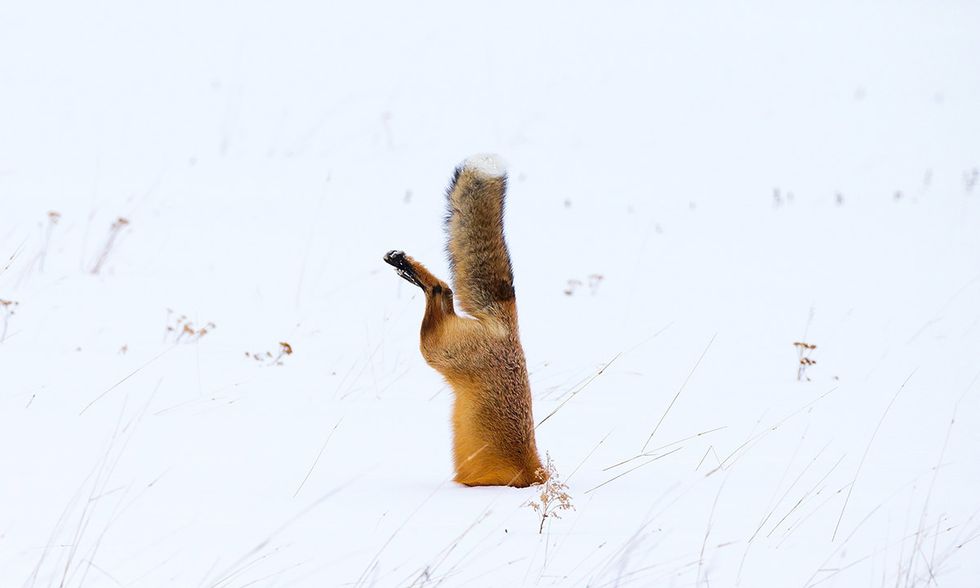 La volpe a caccia nella neve